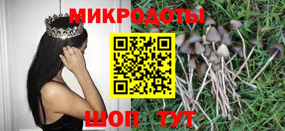 Галлюциногенные грибы Psilocybine cubensis Лысьва
